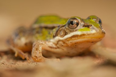 Kurbağa - pelophylax lessonae