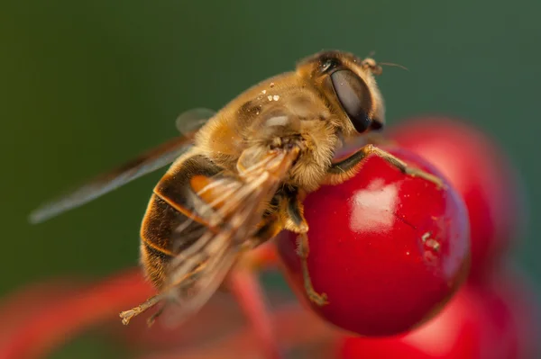 Fly insect — Stock Photo, Image