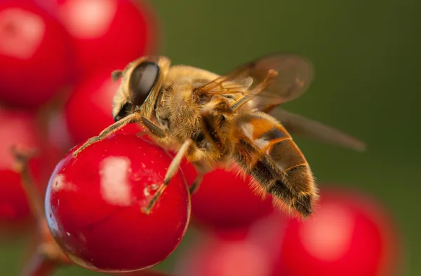 Fly insect — Stock Photo, Image