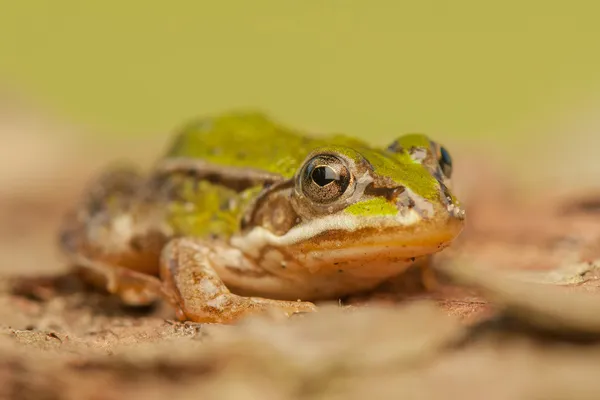 Žába - pelophylax lessonae — Stock fotografie