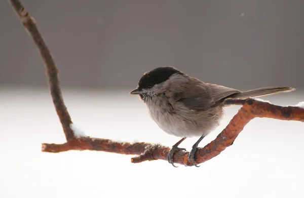 Poecile palustris — Stockfoto