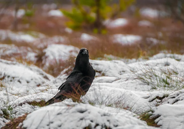 Raven bird — Stock Photo, Image