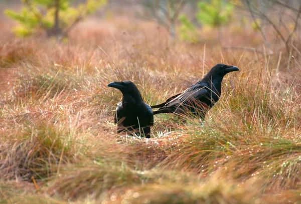 Raven vogel — Stockfoto