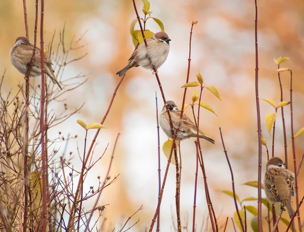 Sperling — Stockfoto