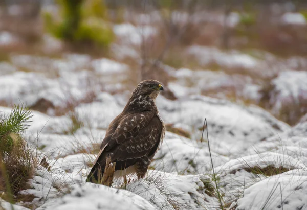 Buizerd — Stockfoto