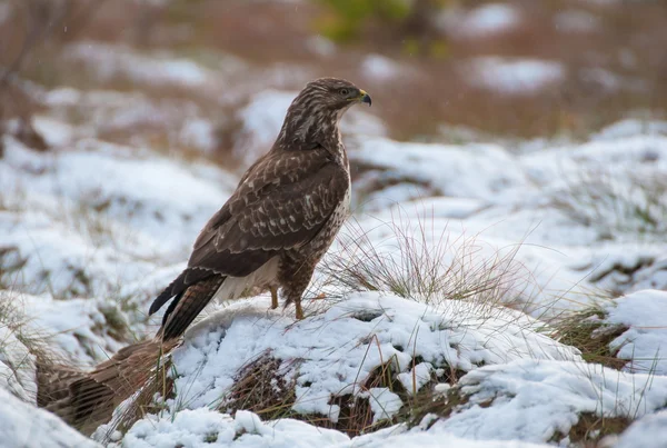 Buzzard. — Fotografia de Stock