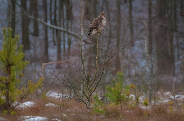 Buzzard. — Fotografia de Stock