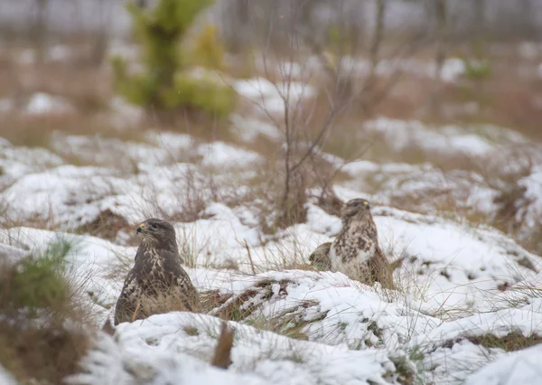 Buizerd — Stockfoto