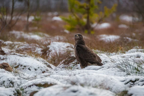 Buzzard. — Fotografia de Stock