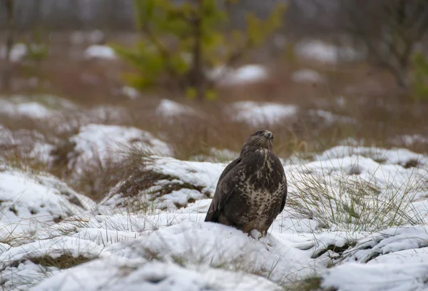 Buizerd — Stockfoto