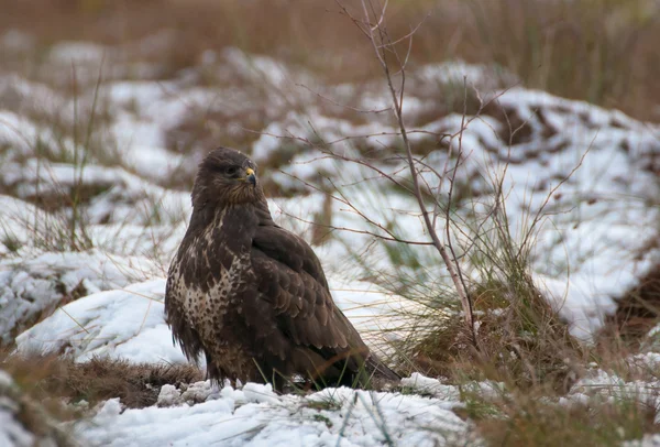 Ormvråk — Stockfoto