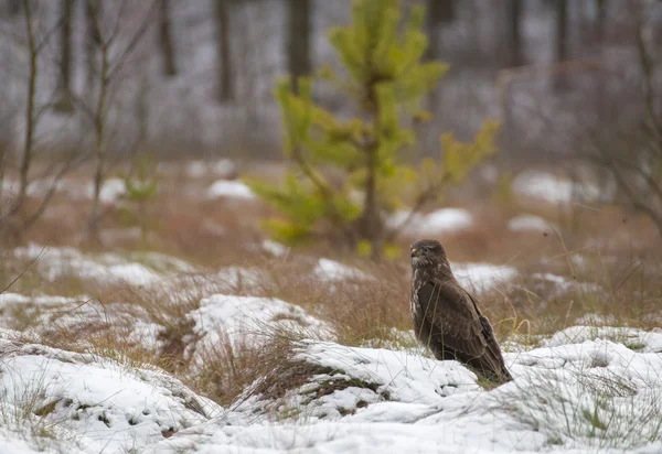 Buizerd — Stockfoto