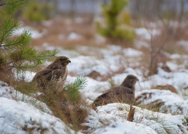 Ormvråk — Stockfoto