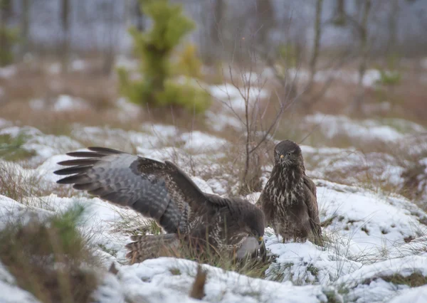 Buizerd — Stockfoto