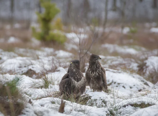 Buzzard — Stock Photo, Image