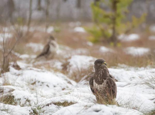 Buizerd — Stockfoto