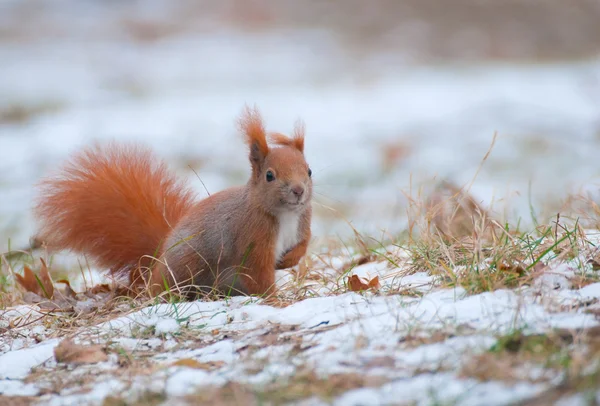 Squirrel — Stock Photo, Image