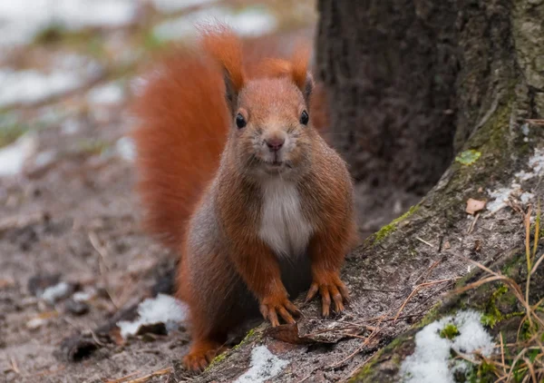 Squirrel — Stock Photo, Image