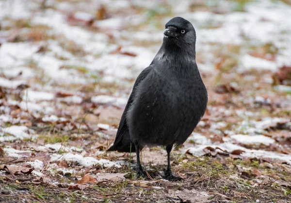 Jackdaw ! — Photo