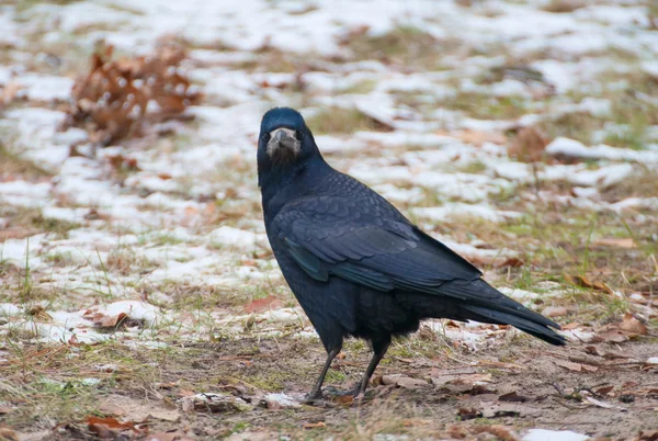 Rook bird — Stock Photo, Image