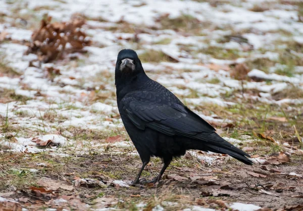 Pajarito — Foto de Stock