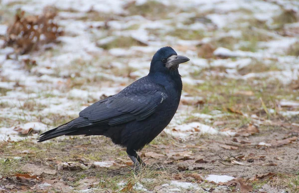 Oiseau de tour — Photo