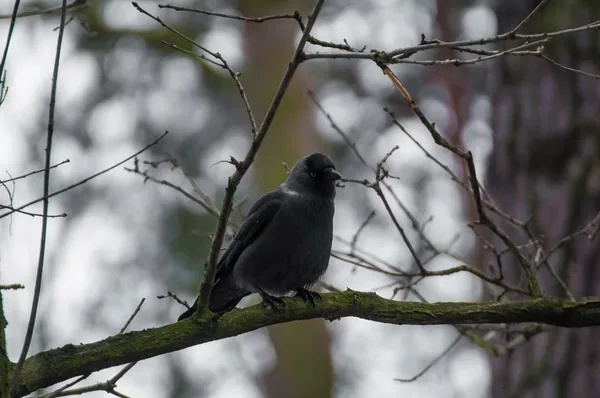 Kawka z bliska Stock Photos, Royalty Free Kawka z bliska Images ...