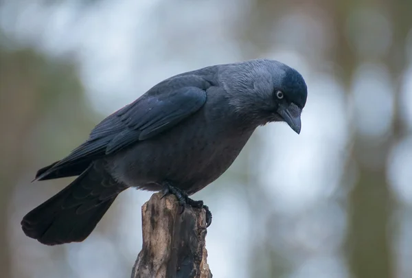 Jackdaw — Stock Photo, Image