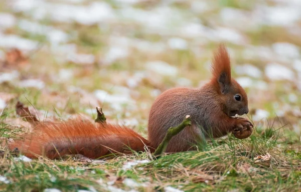 Squirrel — Stock Photo, Image