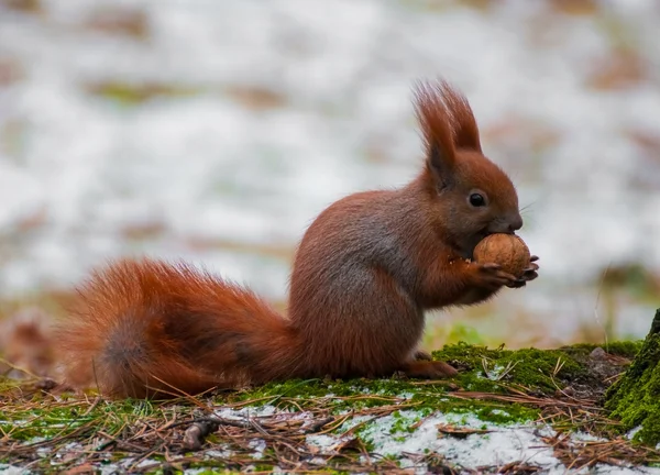 Squirrel — Stock Photo, Image