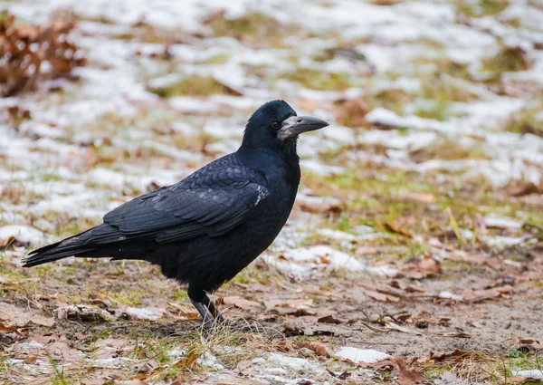 Rook fågel Stockbild