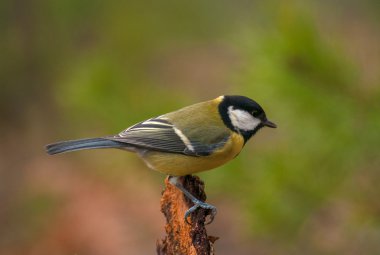 Baştankara - parus