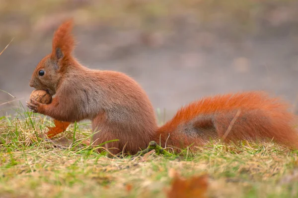 Eichhörnchen — Stockfoto