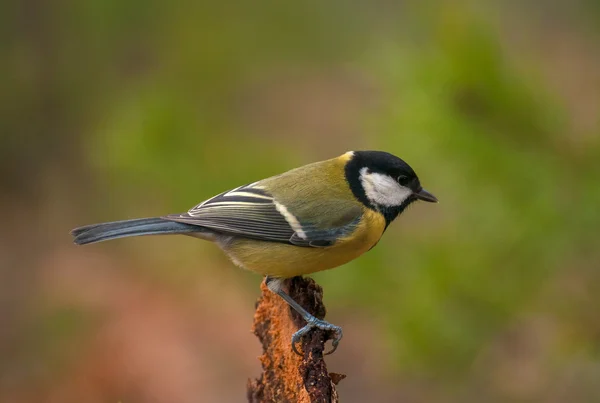 Meise - parus — Stockfoto