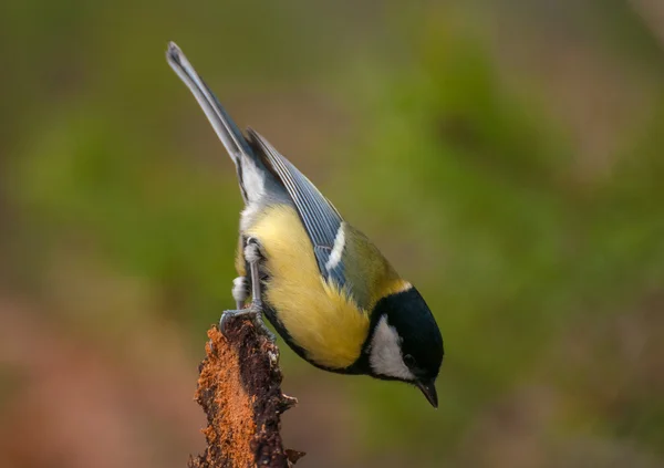 Tit - parus — Stock Photo, Image