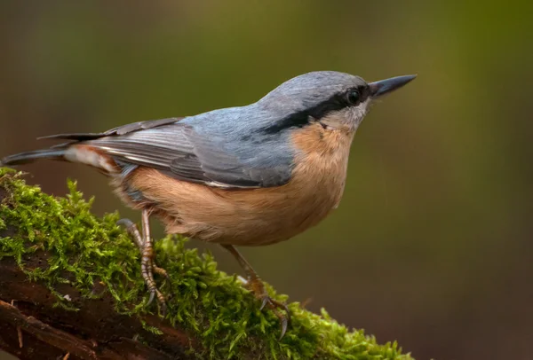 Nuthatch — Stock fotografie