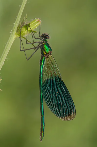 Libellula — Foto Stock