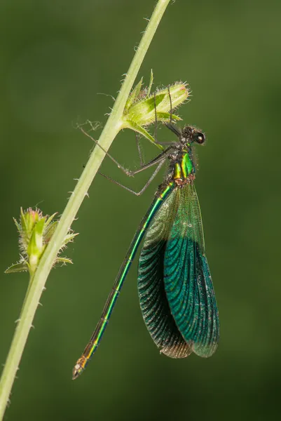 Dragonfly — Stock Photo, Image