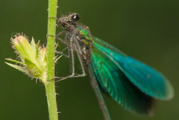 Capung — Stok Foto