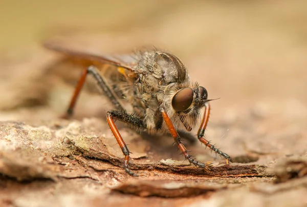 Insecto mosca — Foto de Stock
