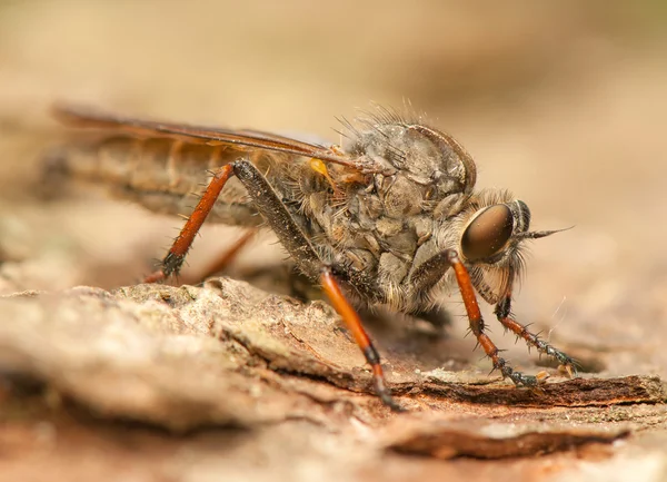 Flyga insekt — Stockfoto