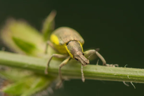 Escarabajo — Foto de Stock