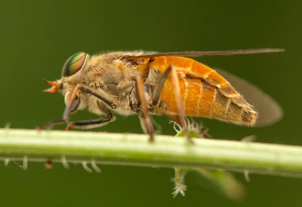 Insecto mosca — Foto de Stock