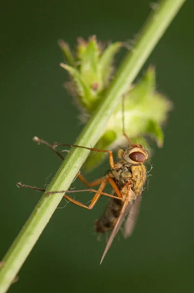 Insekten fliegen — Stockfoto