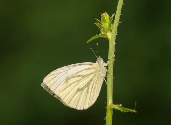 Butterfly — Stock Photo, Image