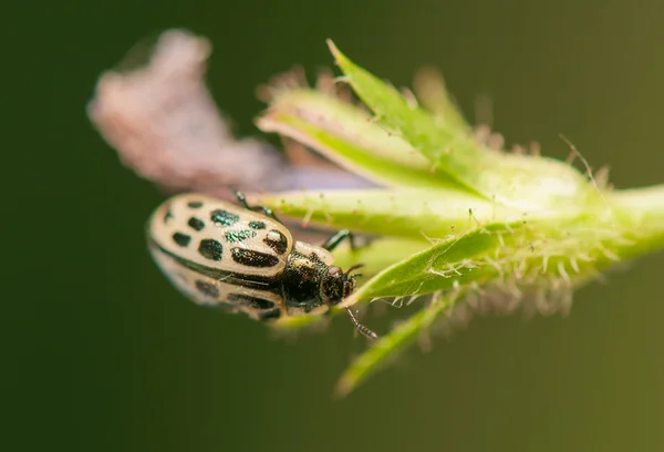 Scarabeo — Foto Stock