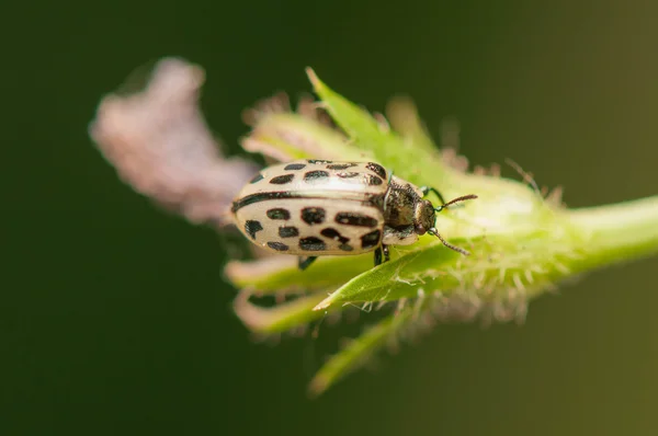 Skalbagge — Stockfoto