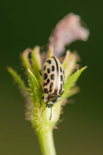 Böcek. — Stok fotoğraf