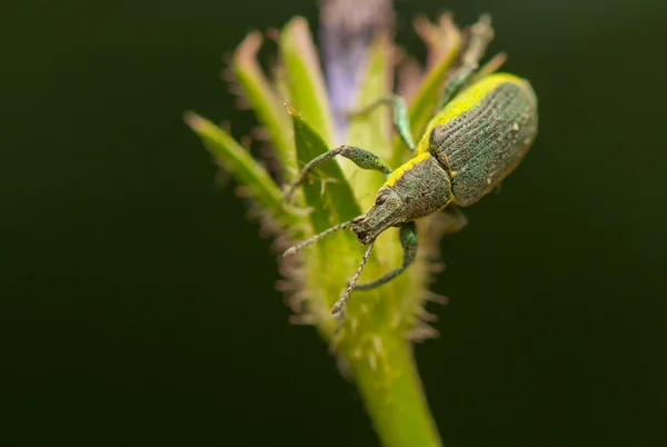 Scarabeo — Foto Stock