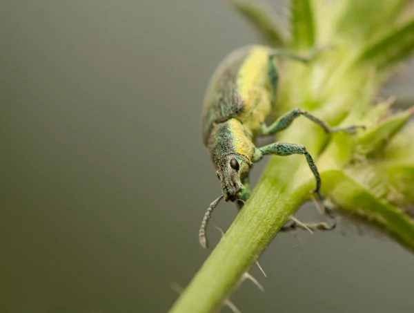 Böcek. — Stok fotoğraf